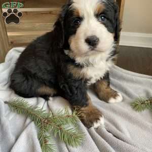 Stella, Bernese Mountain Dog Puppy