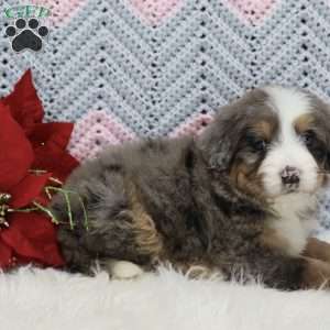 Winston, Mini Bernedoodle Puppy