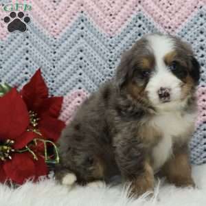 Winston, Mini Bernedoodle Puppy