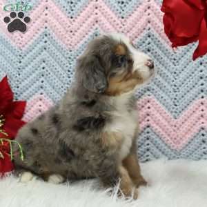 Winston, Mini Bernedoodle Puppy