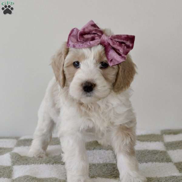 Cheetah, Mini Goldendoodle Puppy