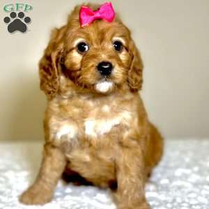 Noelle, Cavapoo Puppy