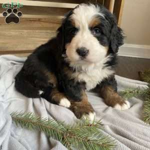 Stella, Bernese Mountain Dog Puppy