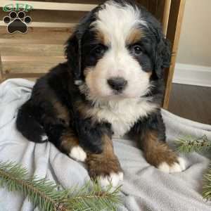 Stella, Bernese Mountain Dog Puppy