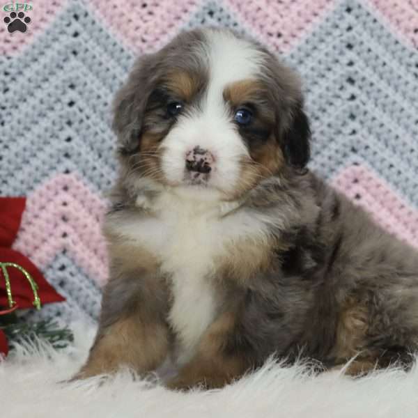 Winston, Mini Bernedoodle Puppy