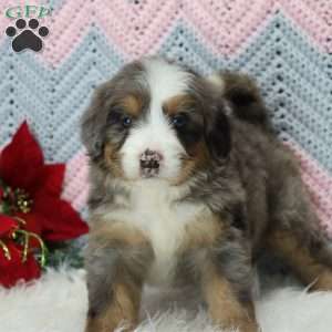 Winston, Mini Bernedoodle Puppy