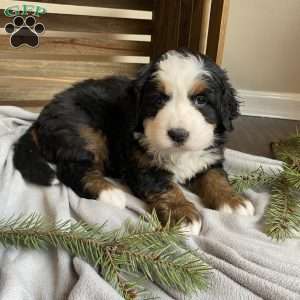 Stella, Bernese Mountain Dog Puppy