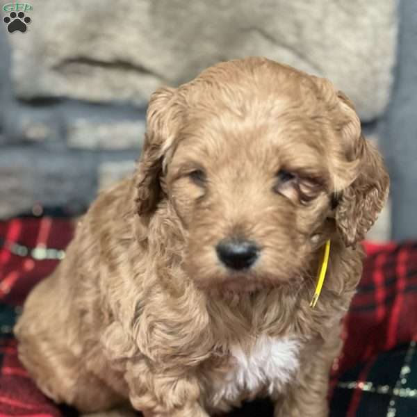 Ginger, Goldendoodle Puppy