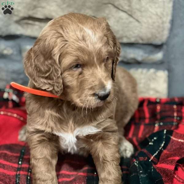 Bella, Goldendoodle Puppy