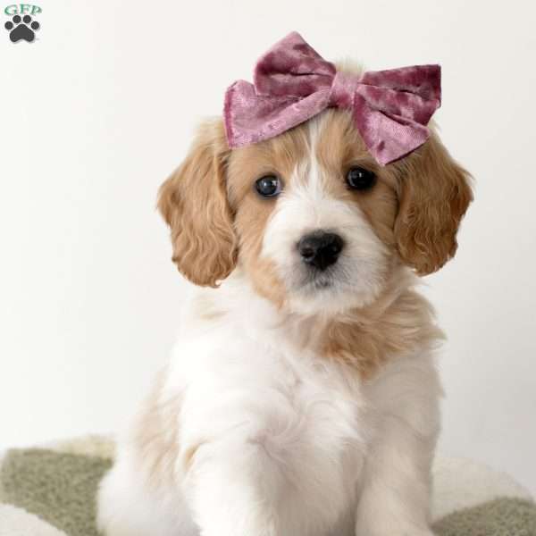 Calico, Mini Goldendoodle Puppy