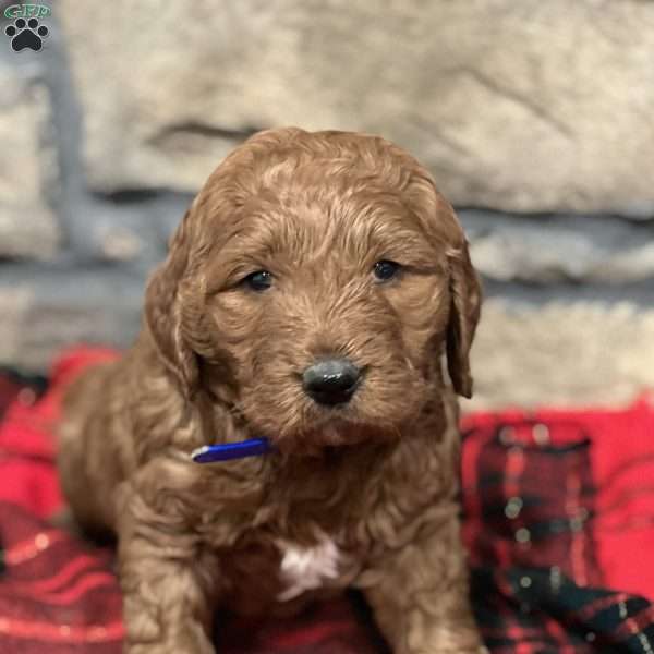 Max, Goldendoodle Puppy