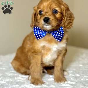 Elfie, Cavapoo Puppy