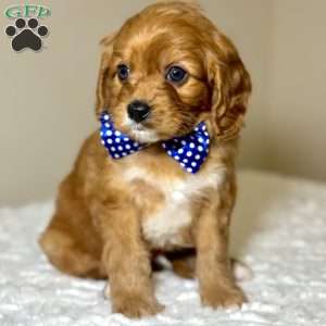 Elfie, Cavapoo Puppy