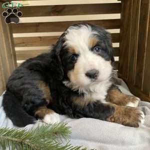 Stella, Bernese Mountain Dog Puppy