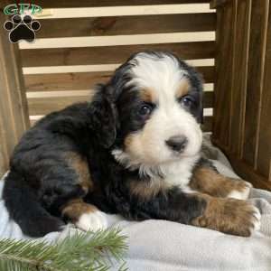 Stella, Bernese Mountain Dog Puppy