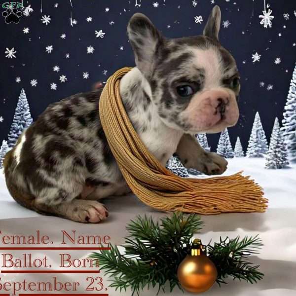 Ballot, French Bulldog Puppy