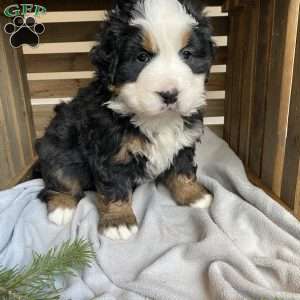 Princess, Bernese Mountain Dog Puppy