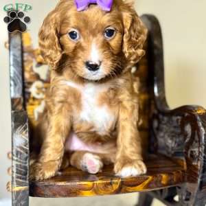 Evie, Cavapoo Puppy