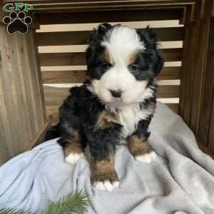 Princess, Bernese Mountain Dog Puppy