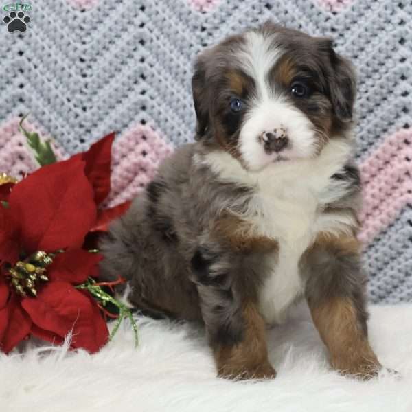 Amber, Mini Bernedoodle Puppy