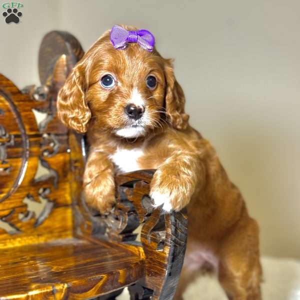 Evie, Cavapoo Puppy