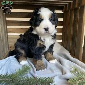 Princess, Bernese Mountain Dog Puppy