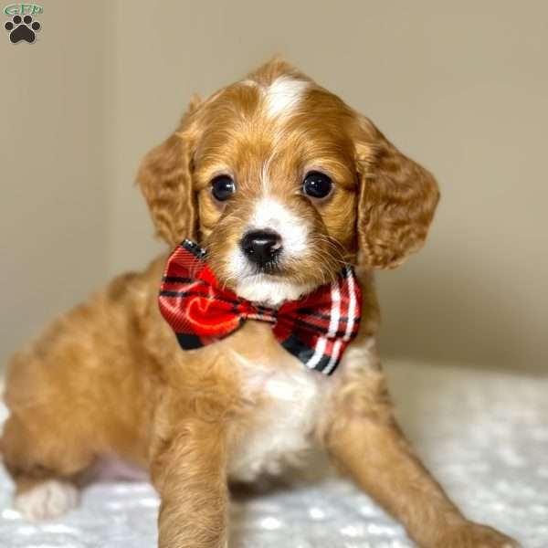 Claus, Cavapoo Puppy