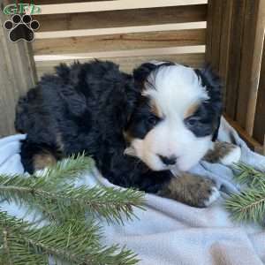 Princess, Bernese Mountain Dog Puppy