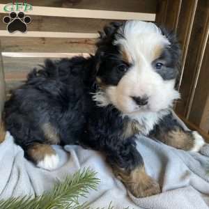 Princess, Bernese Mountain Dog Puppy