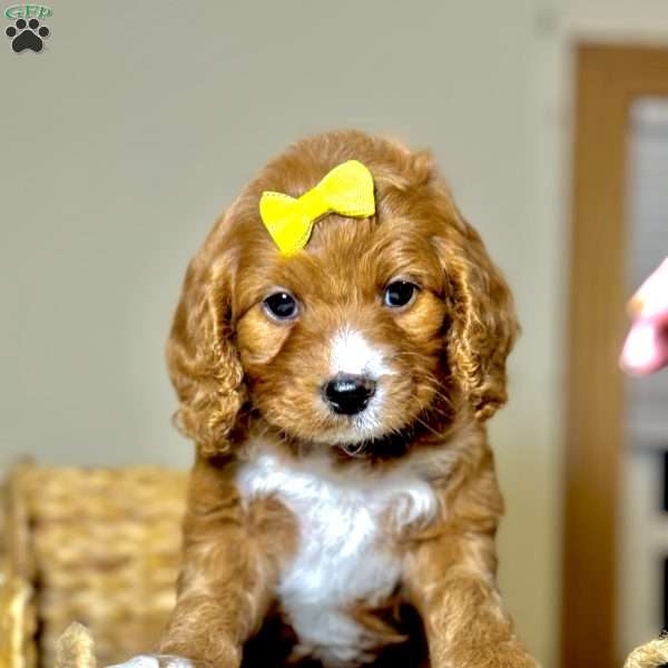 Carol, Cavapoo Puppy