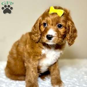 Carol, Cavapoo Puppy