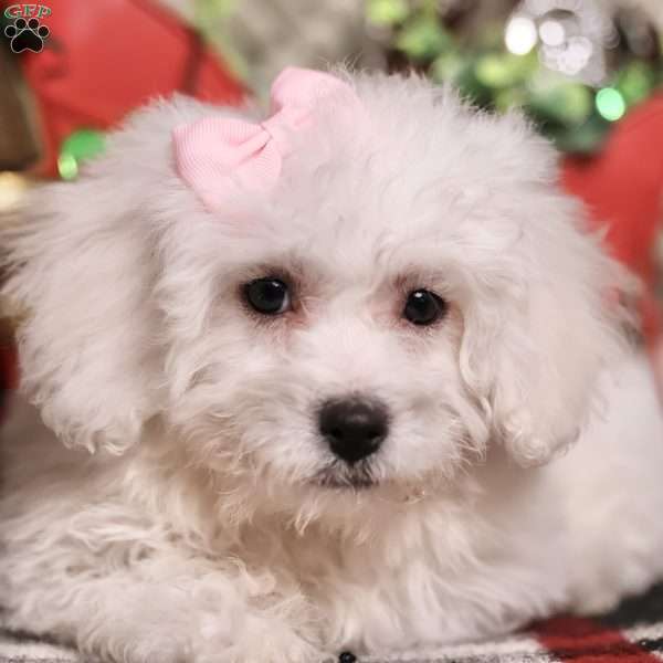 Jade (tiny), Bichon Frise Puppy