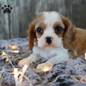 Cash, Cavalier King Charles Spaniel Puppy