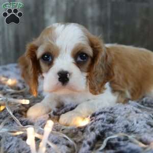 Cash, Cavalier King Charles Spaniel Puppy