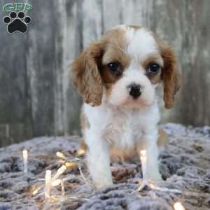 Cash, Cavalier King Charles Spaniel Puppy