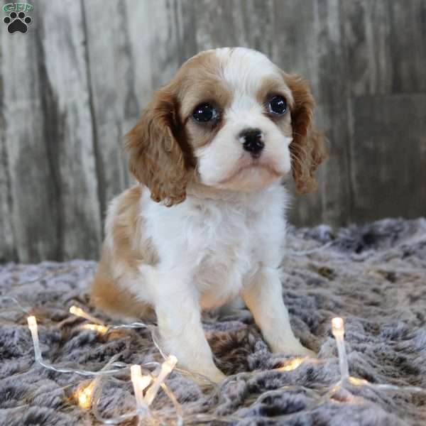 Cash, Cavalier King Charles Spaniel Puppy