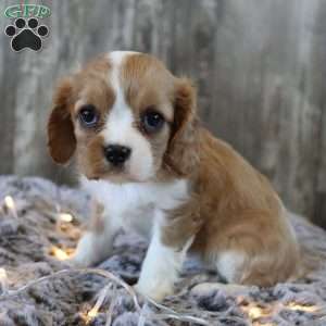 Cutie, Cavalier King Charles Spaniel Puppy