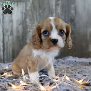 Cutie, Cavalier King Charles Spaniel Puppy