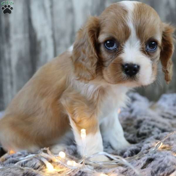 Cutie, Cavalier King Charles Spaniel Puppy