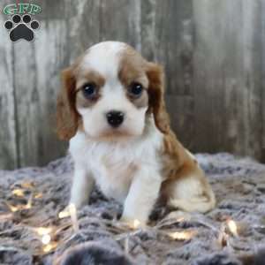 Cupcake, Cavalier King Charles Spaniel Puppy