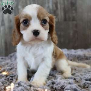 Cupcake, Cavalier King Charles Spaniel Puppy