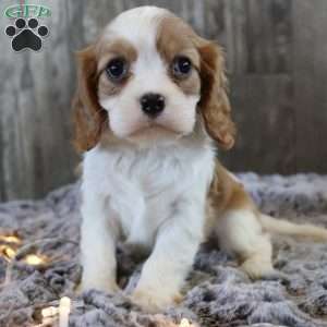 Cupcake, Cavalier King Charles Spaniel Puppy