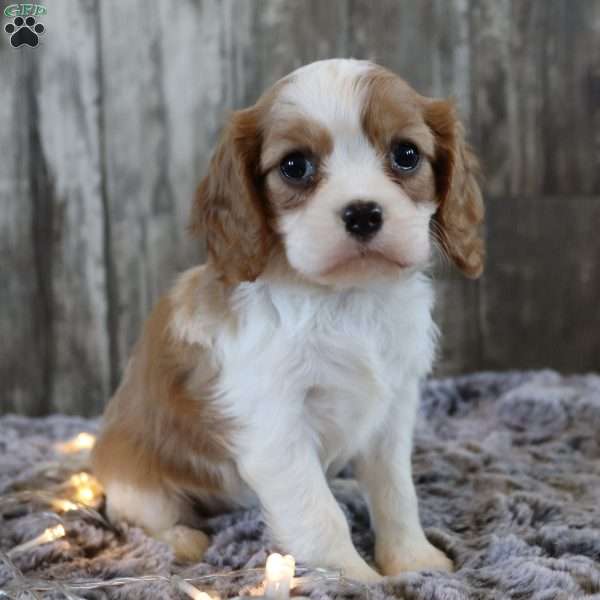 Cupcake, Cavalier King Charles Spaniel Puppy