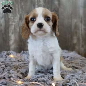 Cuddles, Cavalier King Charles Spaniel Puppy