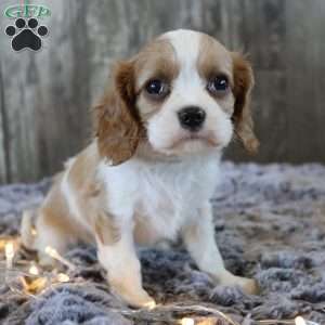 Cuddles, Cavalier King Charles Spaniel Puppy