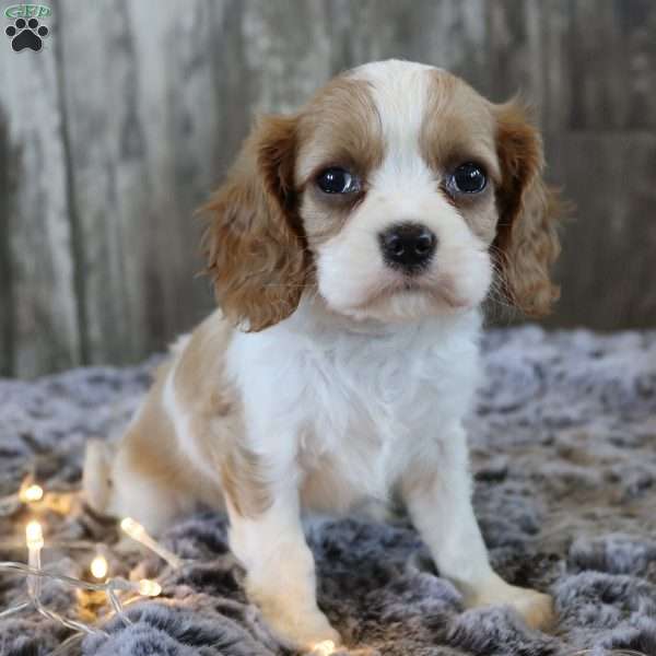 Cuddles, Cavalier King Charles Spaniel Puppy