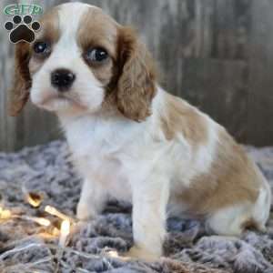 Cuddles, Cavalier King Charles Spaniel Puppy