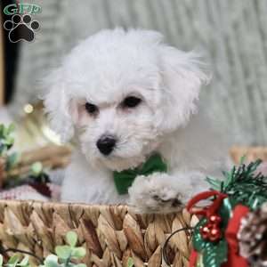 Jasper, Bichon Frise Puppy