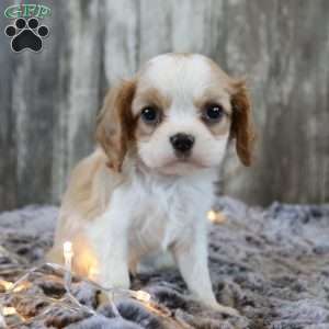 Cookie, Cavalier King Charles Spaniel Puppy