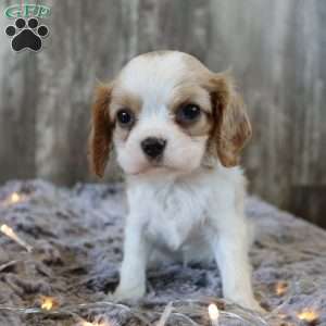 Cookie, Cavalier King Charles Spaniel Puppy